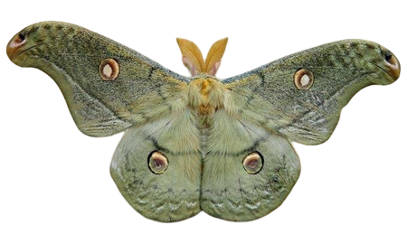 Buge
